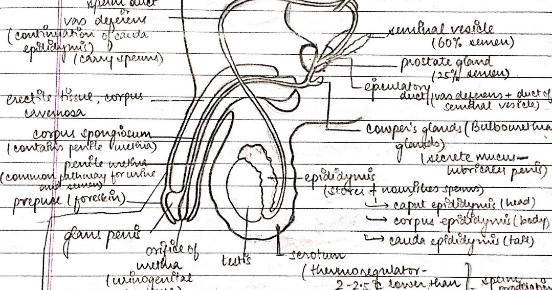 Pin On Male Reproductive System