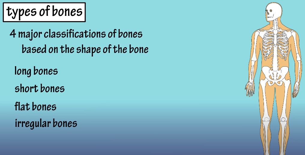 How many bones in a human body
