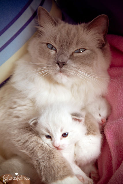 Ragdoll | Gatos de Raça | TUDO GATO - Pra quem é curioso como eles...