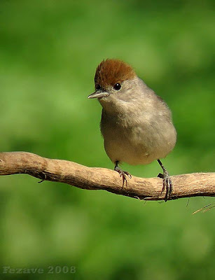 Hembra de curruca capirotada