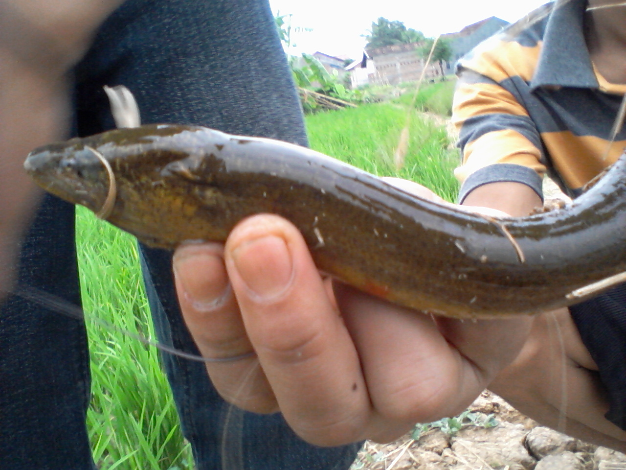 Membuat Umpan Mancing Ikan Mas Dari Daging Belut Mancing