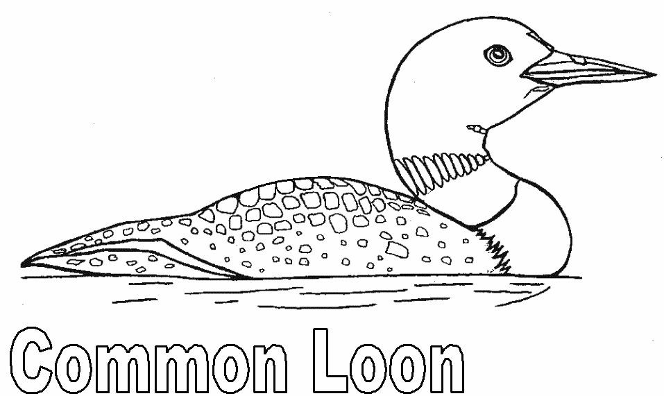 Гагары схема. Чернозобая гагара раскраска. Гагара рисунок. Гагарка раскраска. Гагара рисунок карандашом.