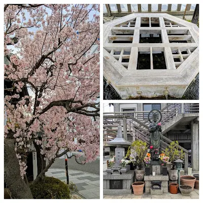 Springtime in Japan: cherry blossoms and Genchi well in Matsumoto