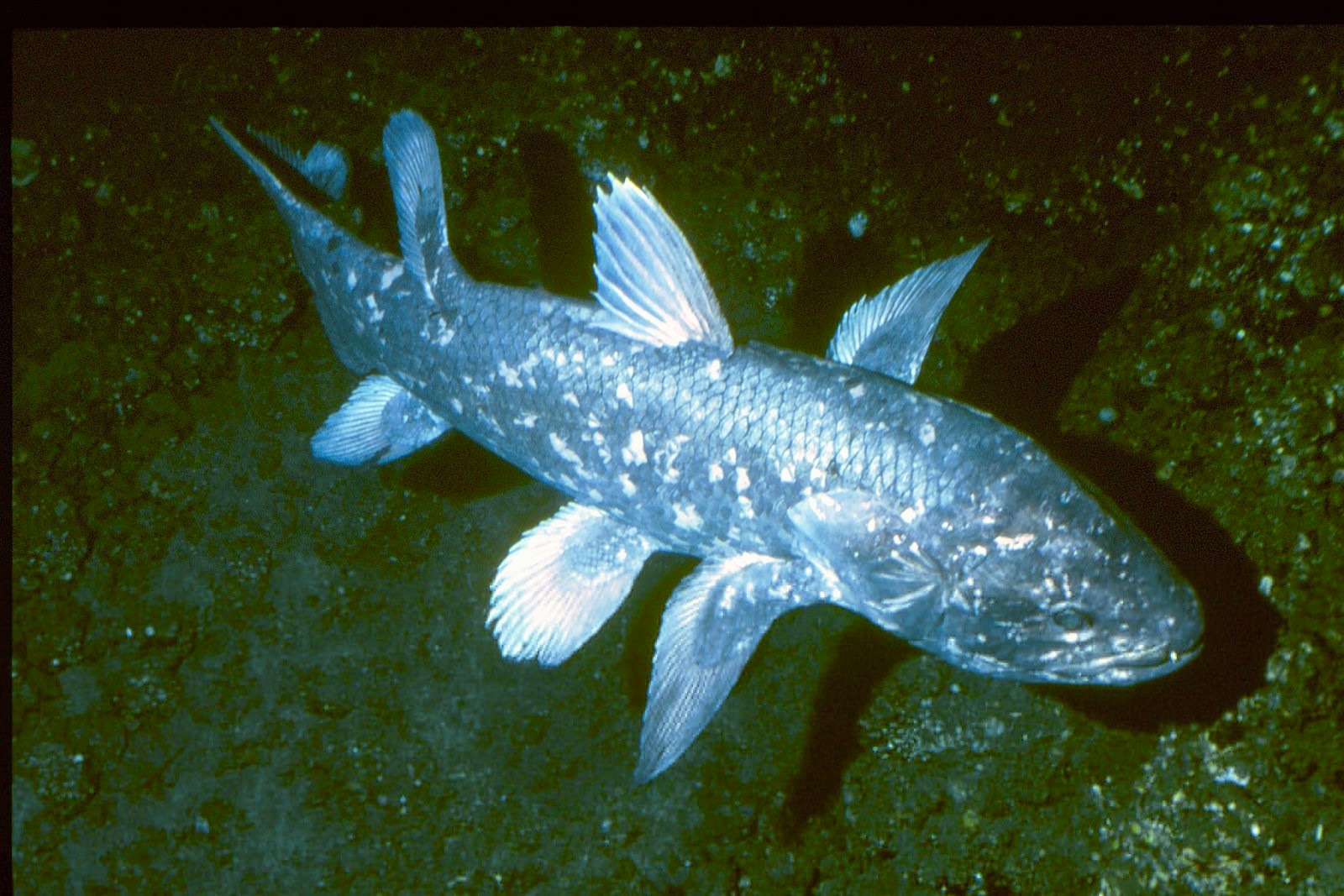 Management Of Aquatic Resources: Ikan raja laut atau Coelacanth Di Laut ...