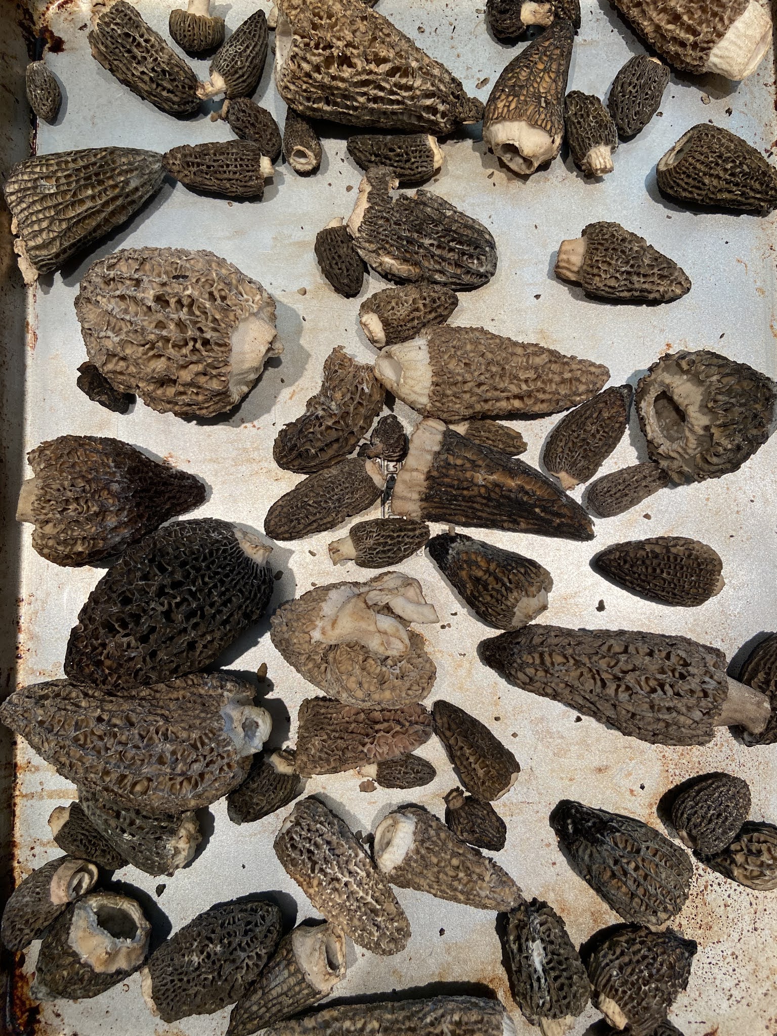 TravelMarx Sea, sand, and sedge Five days in Pacific City on the Oregon Coast