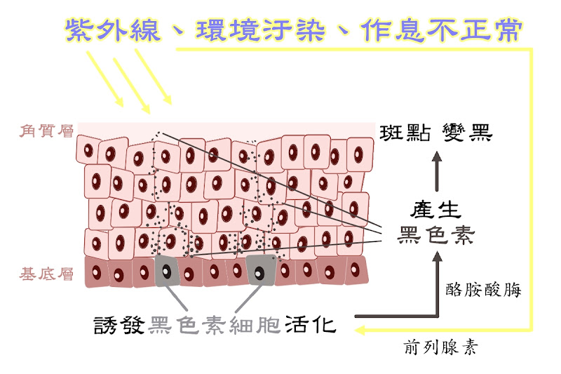 瑞桂傳明酸淨白精華液,傳明酸抑制黑色素細胞活性,減少黑色素生成與聚集