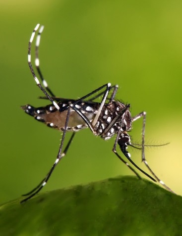 aedes aegypti mosquito transmissor zika virus