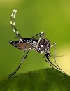 Piriproxifeno é o causador da microcefalia e não o Zika Vírus?
