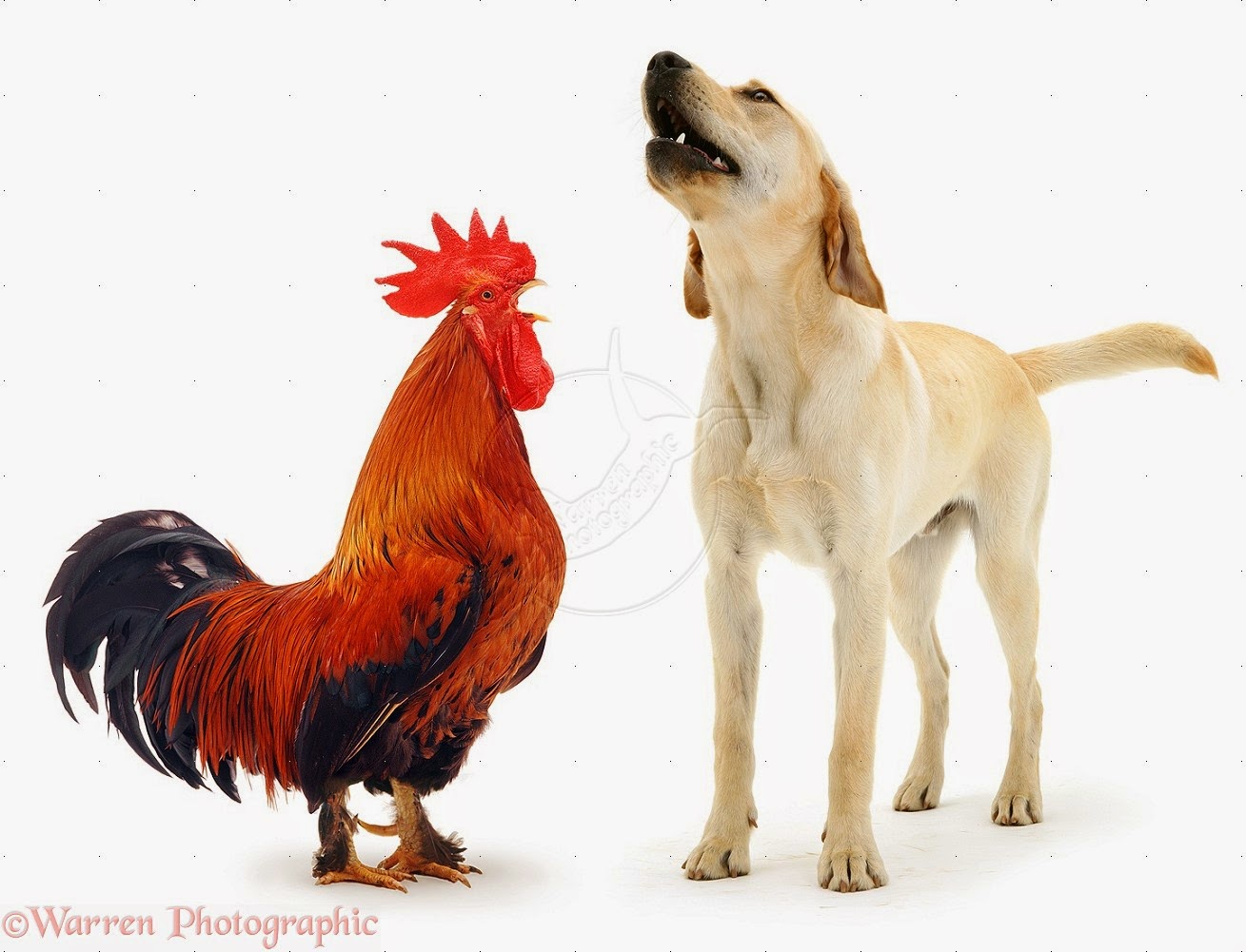 Картинка петух и собака. Петух и собака. Курица и петух. Собака и курица. Петушиная собака.