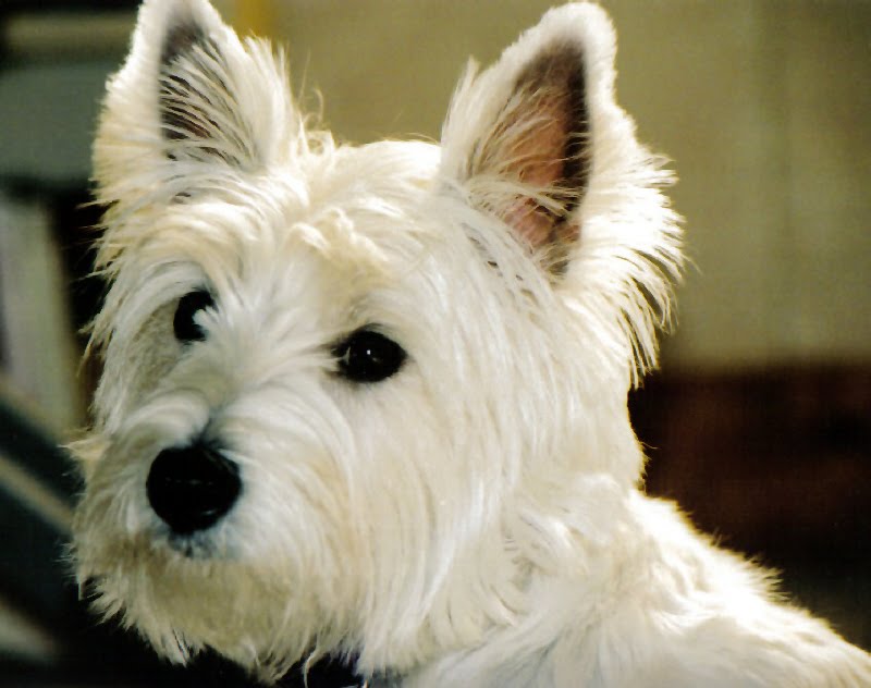 Whitney's Adventures in Dogland West Highland White Terrier