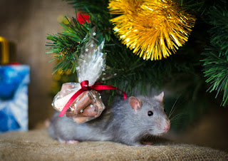 Lovely postcard for the New year mouse and rat 2024. Free, beautiful live Christmas cards in the year of mouse
