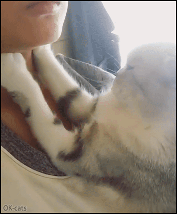 Weird Cat GIF • Cat kneading girl neck but too much love can be dangerous because of the claws Weird Cat GIF • Cat kneading girl neck but too much love can be dangerous because of the claws