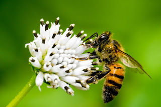 abeja Obrera laborando foto macro insecto