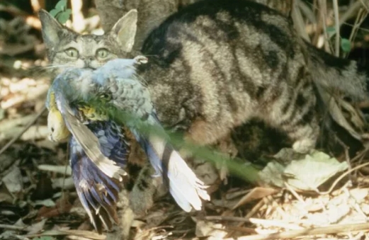  Cats in Australia Kill Over 2 Billion Wild Animals Each Year