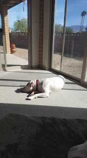 pitbull laying in sunlight