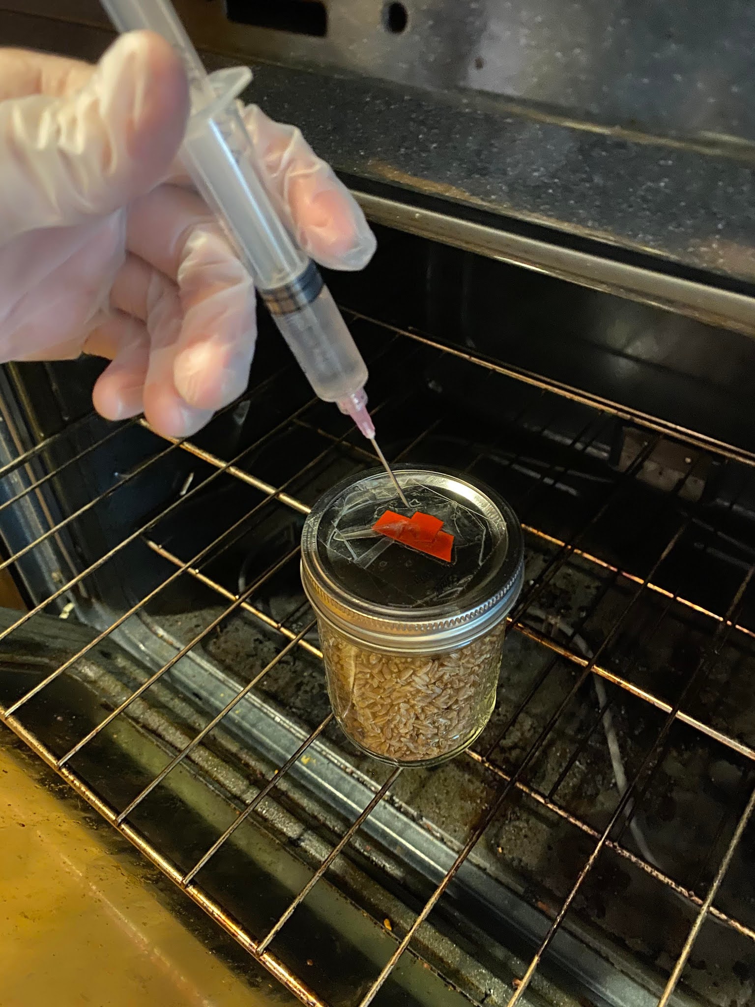 How To Inoculate Grain Spawn