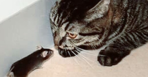 Bahaya Dan Penyebab Kucing Makan Tikus Hobinatang