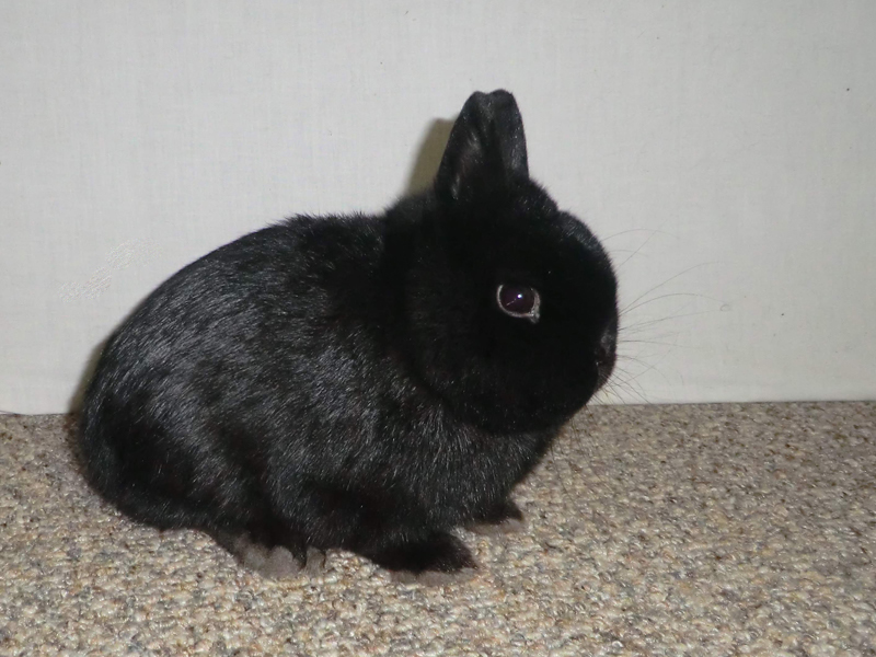 hollanda lop tavsani