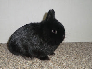 hollanda lop tavsani