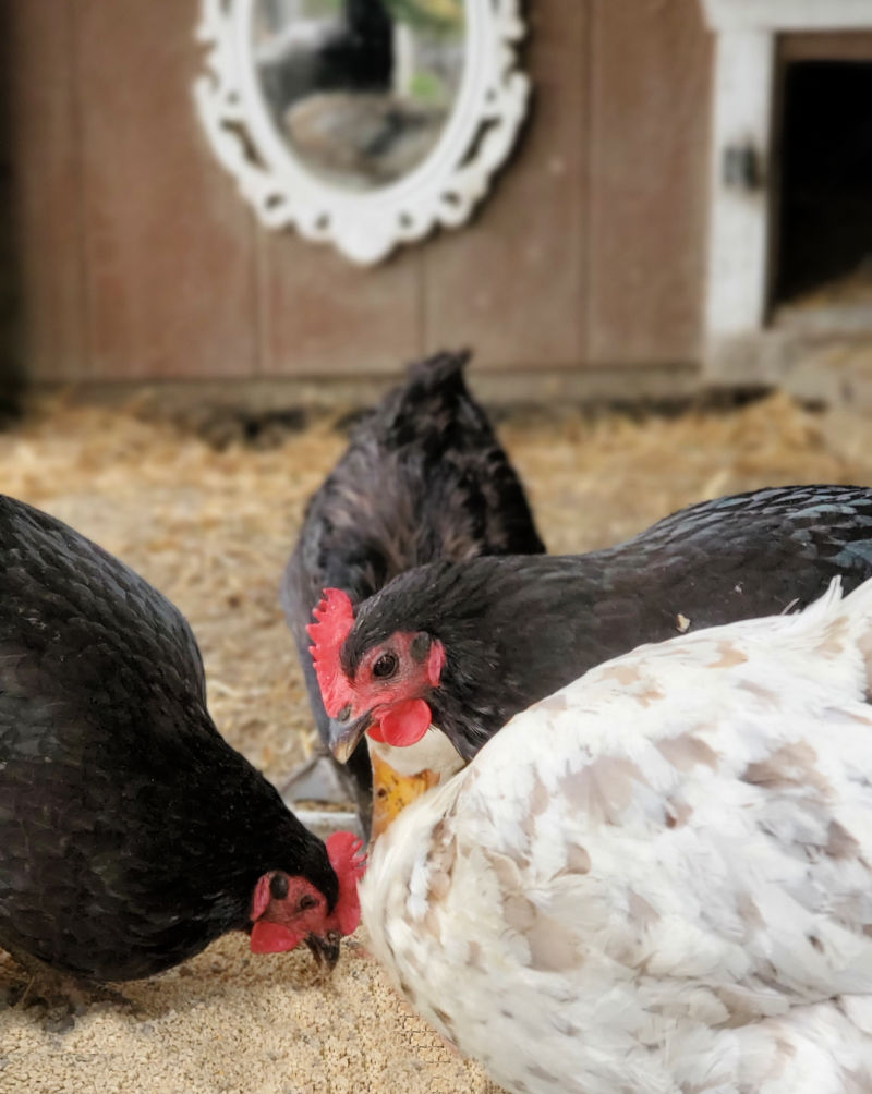 Mixing Diatomaceous Earth With Chicken Feed at Maria Mckie blog