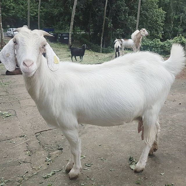 Most Popular Indigenous Breeds of Goats in India