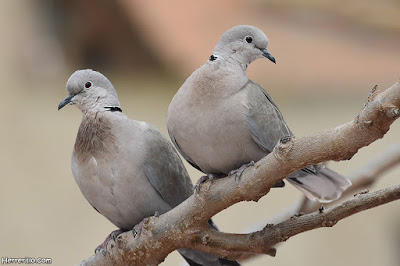 Tórtolas turcas (Streptopelia decaocto)