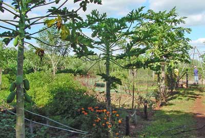 Sistemas Agroecológicos de Plantio Espiral de ervas