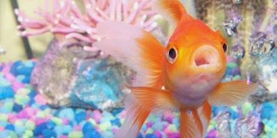 SABÍAS QUE LOS PECES TAMBIÉN PUEDEN SENTIR SED SABÍAS QUE LOS PECES TAMBIÉN PUEDEN SENTIR SED