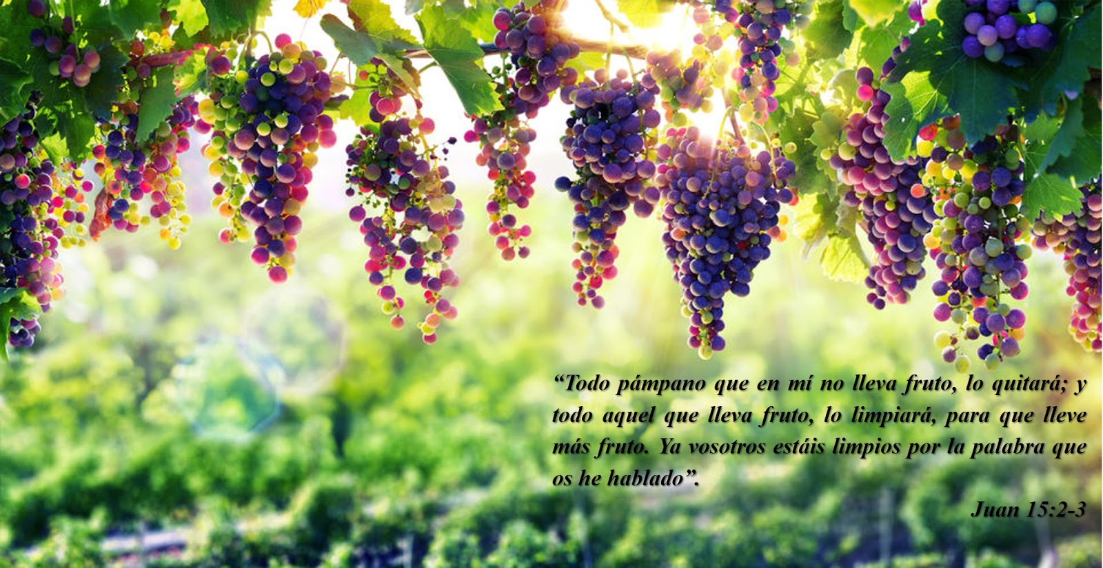 ¿Cómo dar mucho fruto? (Juan 15:2-6) ~ Mundo Bíblico: El Estudio de su