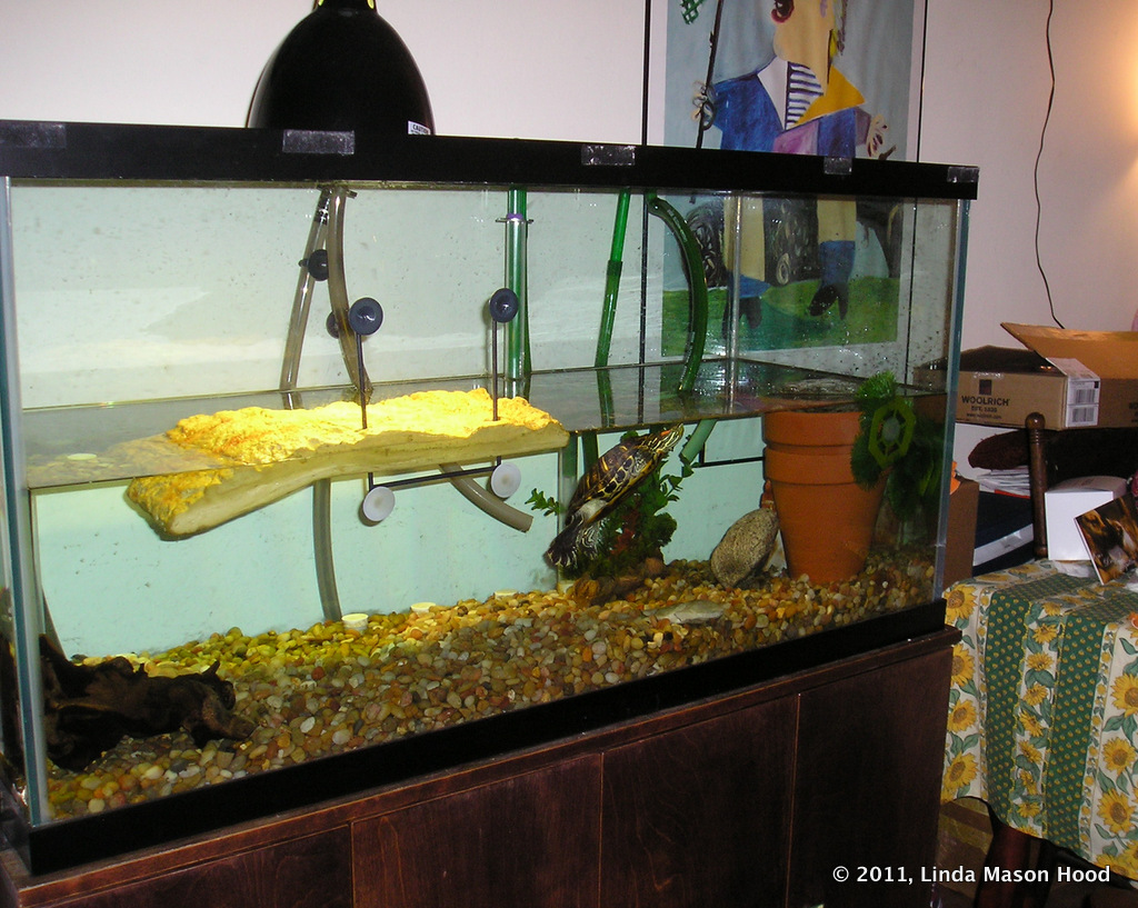 Yellow Bellied Slider Tank Setup
