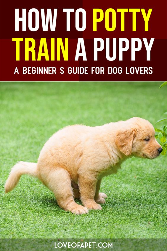 Lovely Dog How To Potty Train A Puppy A Beginner’s Guide For Dog Lovers