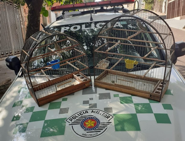 Polícia Ambiental resgata aves silvestres mantidas irregularmente em cativeiros em cidades do Oeste Paulista