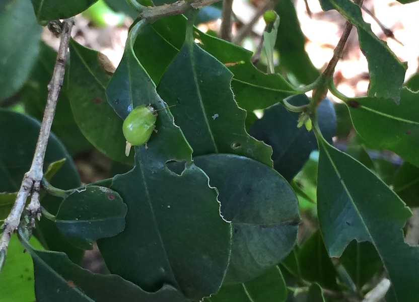 In Praise Of Mahonia