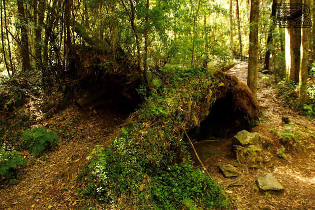 Bosque Encantado de Aldan. Cuevas. Cangas. Galicia Bosque Encantado Galicia