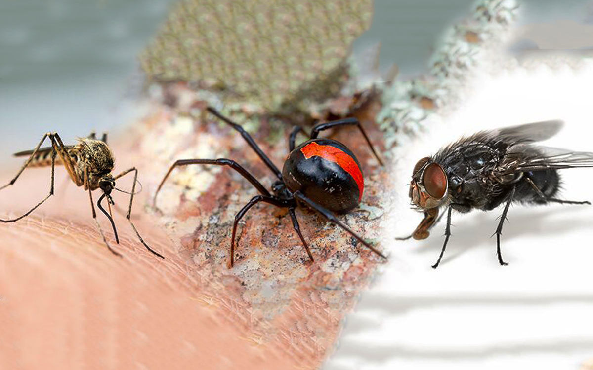 Eco Friendly Pest Control Understand Why Environmental Friendly Pest