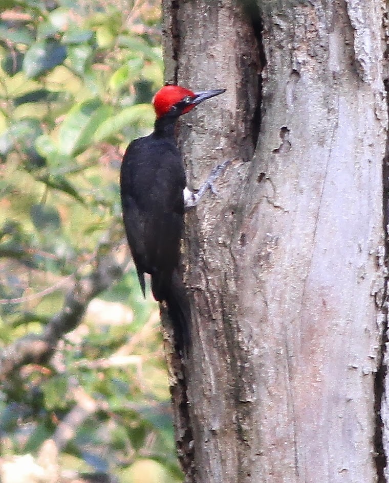 Birding Poole Harbour & Beyond: 2 Jan 14 - I Heart Spotting Woodpeckers