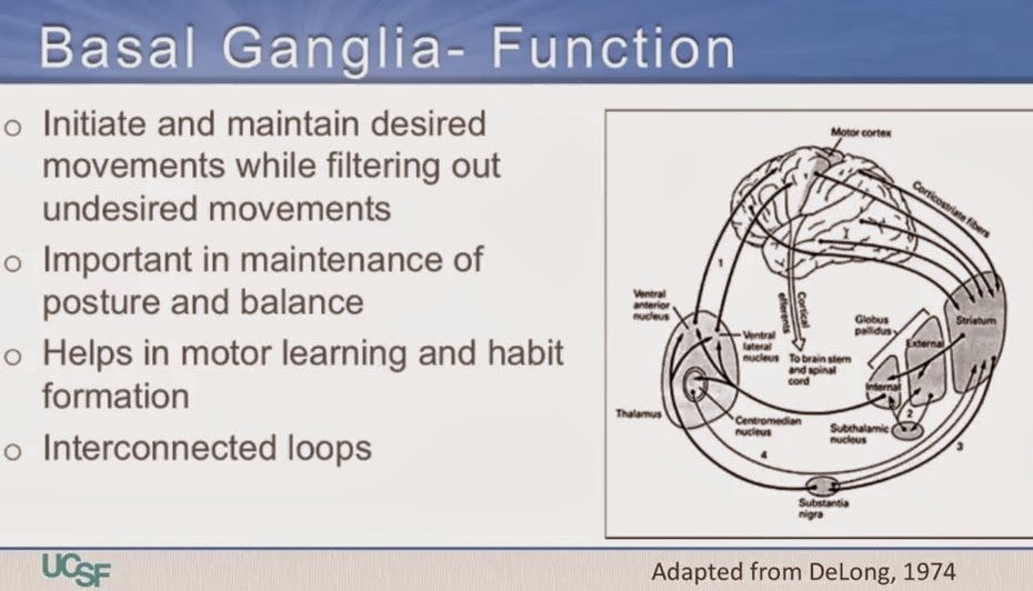Getting past double vision one day at a time The basal ganglia and