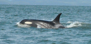 Ballenas orcas en peligro