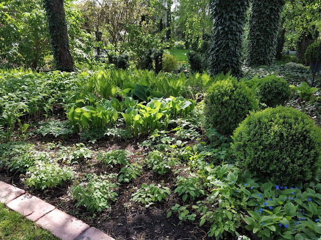 woodland garden