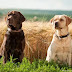 14 Reasons Labradors Are Not The Friendly Dogs Everyone Says They Are