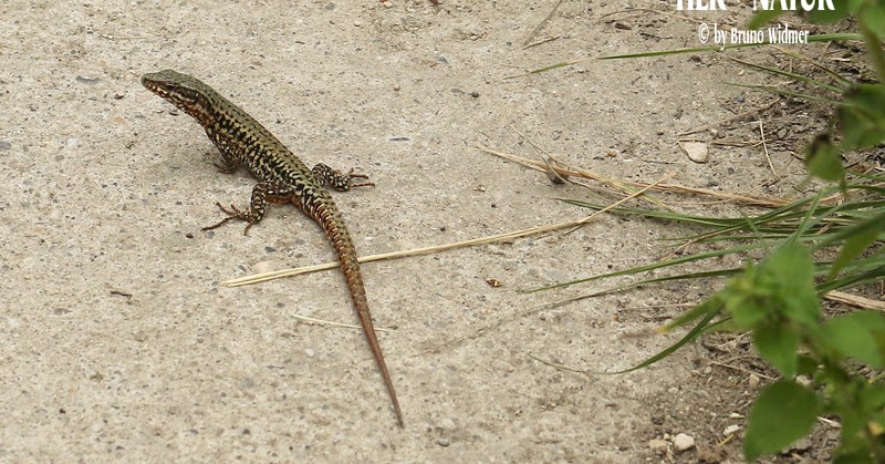 Bruno S Tiere Animals