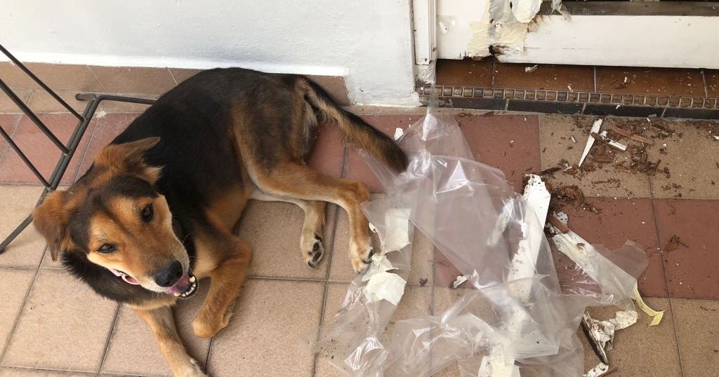 HOPE Dog Rescue Understanding Separation Anxiety in Dogs