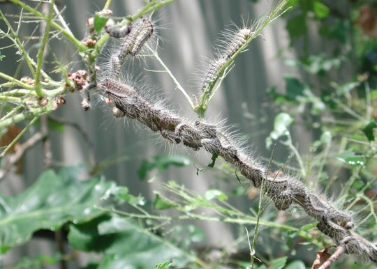 It’s thought the oak processionary moth could be in Gobions Wood Image courtesy of the Woodland Trust