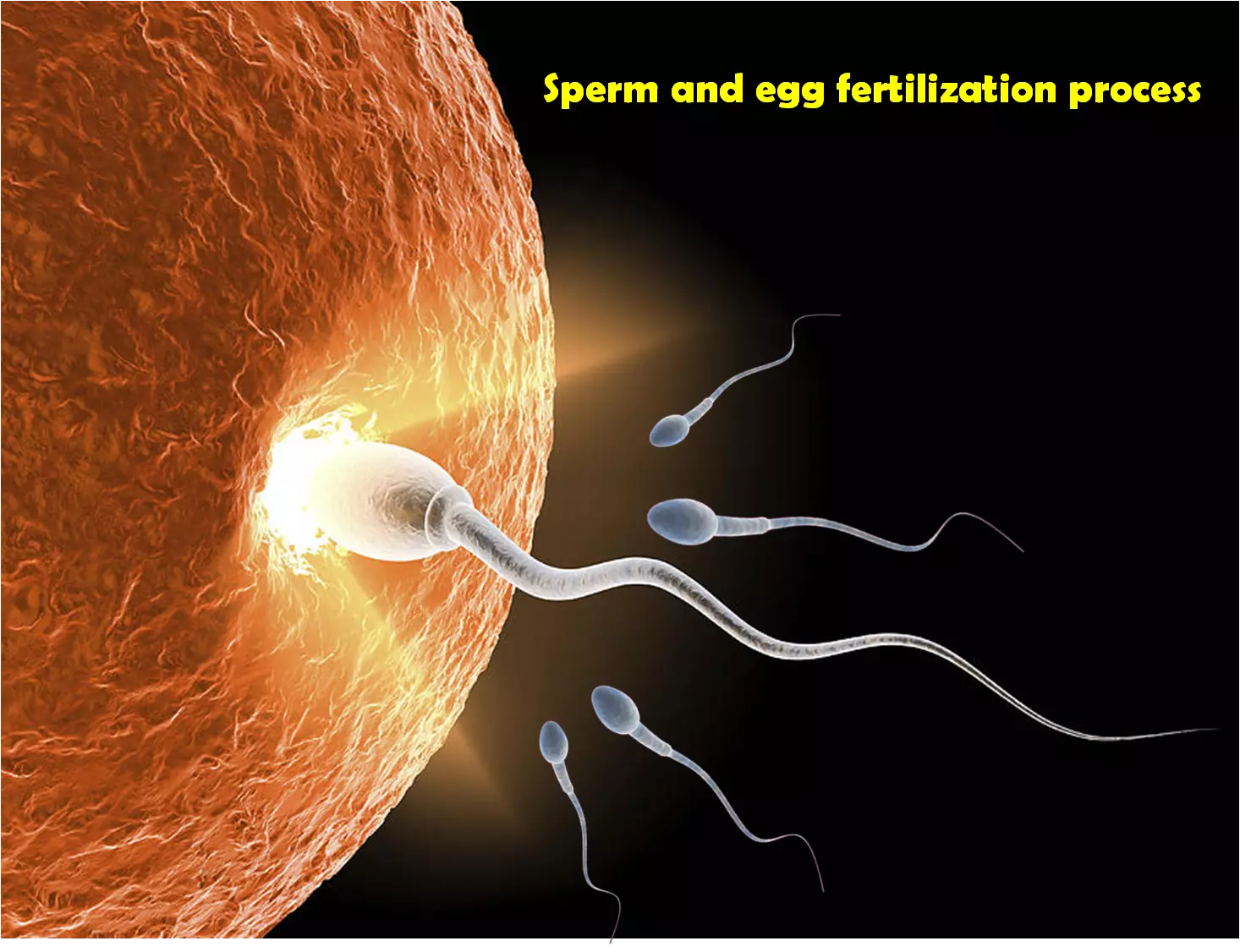 Fertilization process