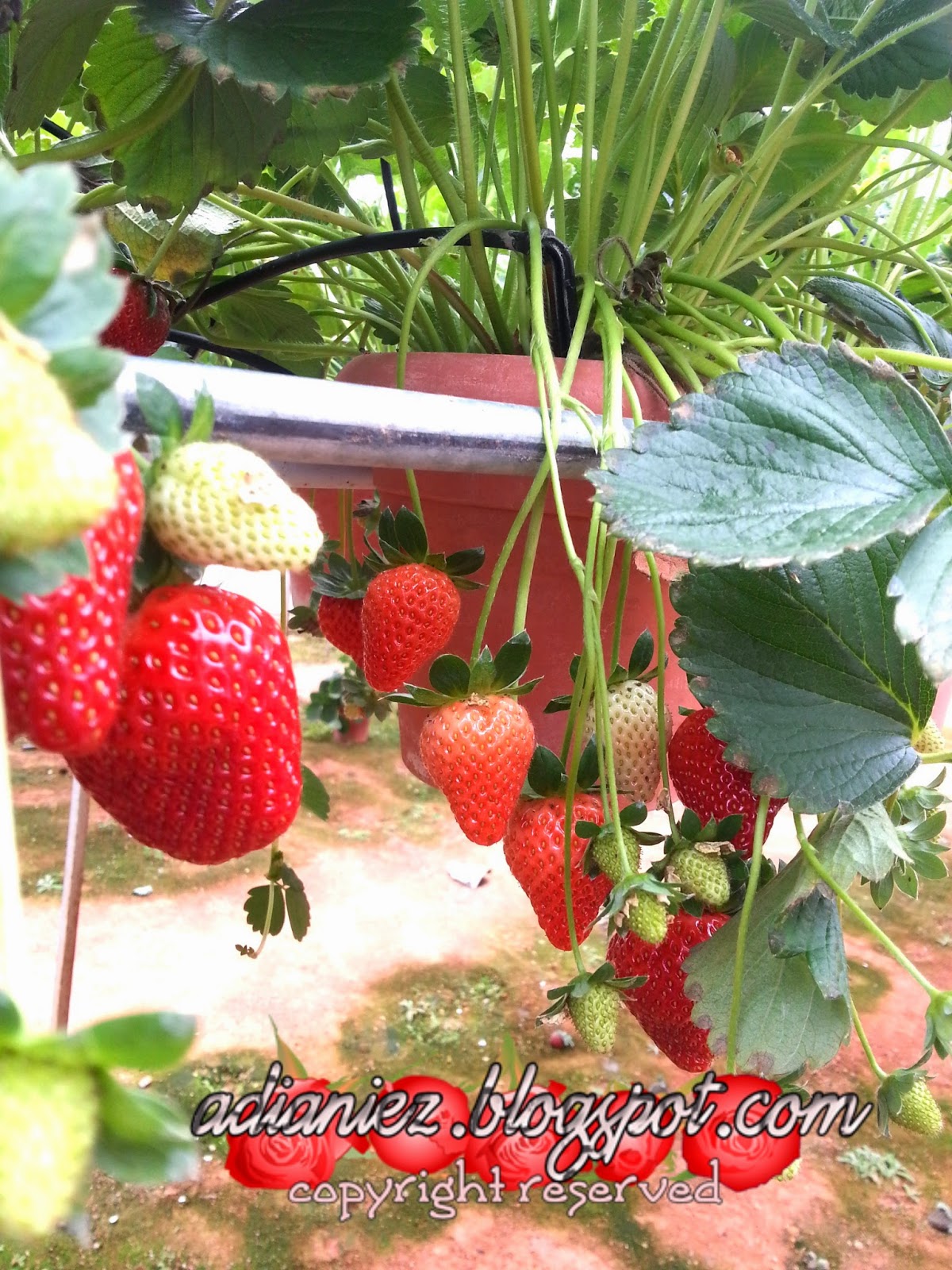 CACTUS VALLEY & BIG RED STRAWBERRY FARM ~ MARI KITA GI PETIK STRAWBERRY ANAK-ANAK IBU