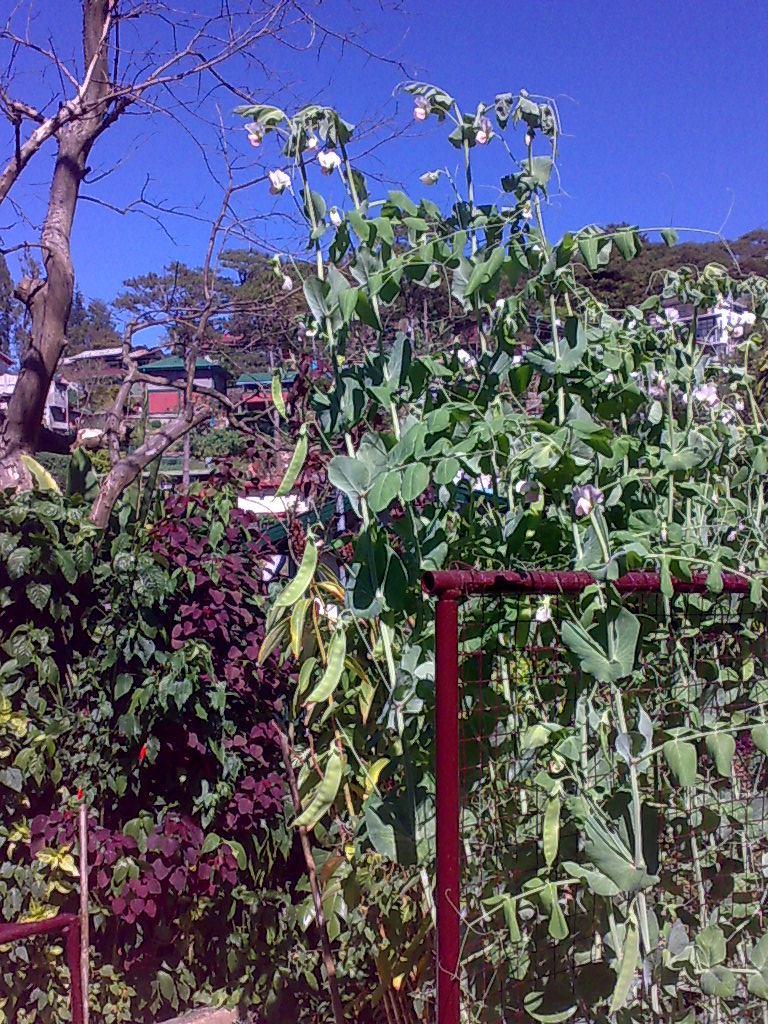 Backyard Gardening Sweet Pea Trellis
