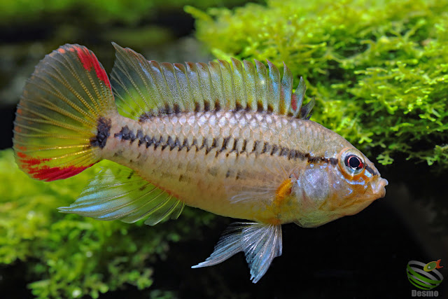 F1 Apistogramma viejita