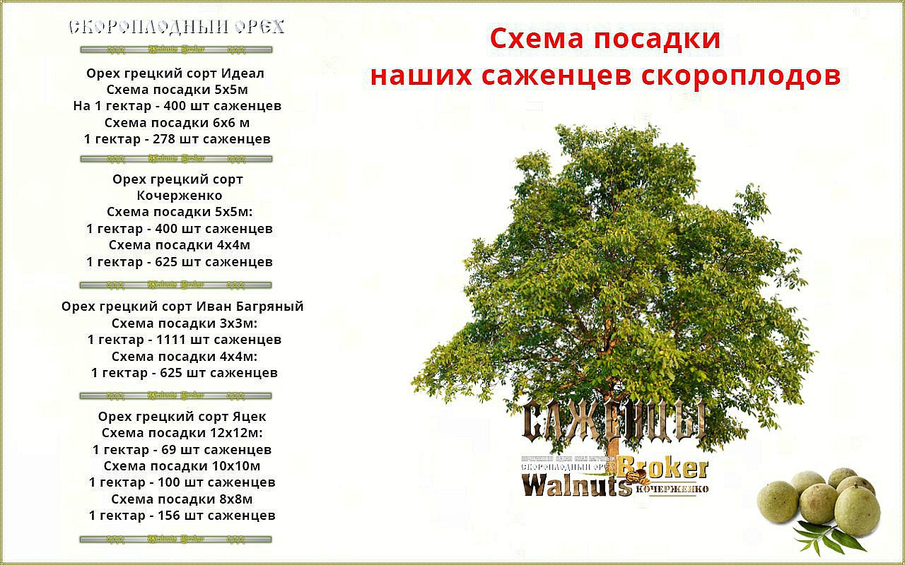 Орех идеал схема посадки фото 176