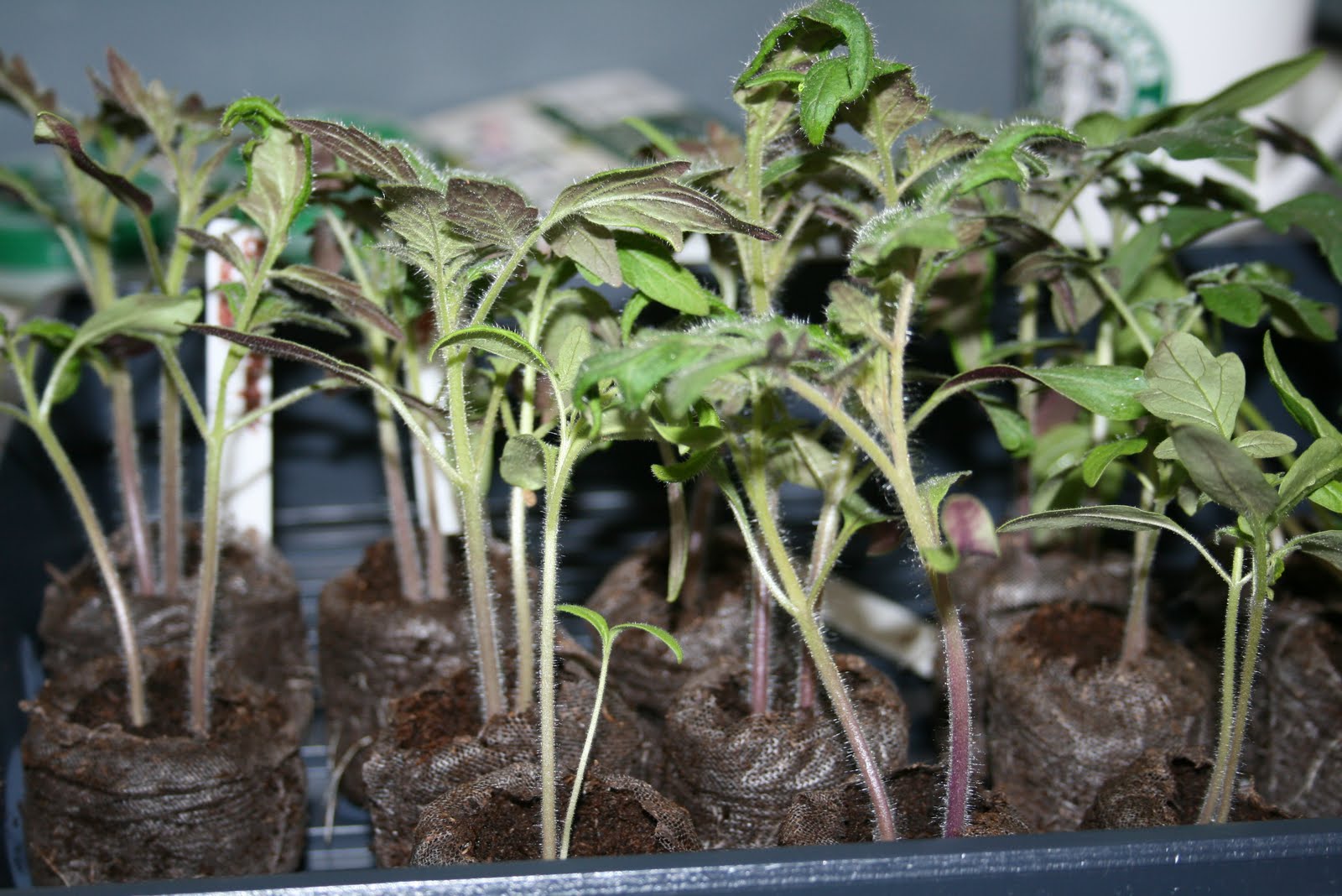 seedlings leggy tomato plants tomatoes pots transplanted warm pot stems remedy