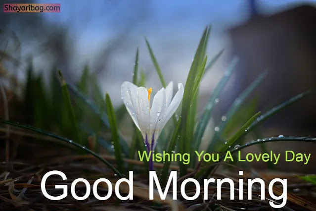 Good Morning With Flowers Images Good Morning With Flowers Images